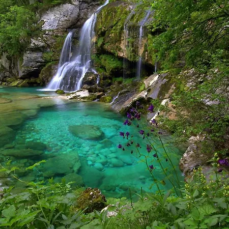 Tatjana بوويتش